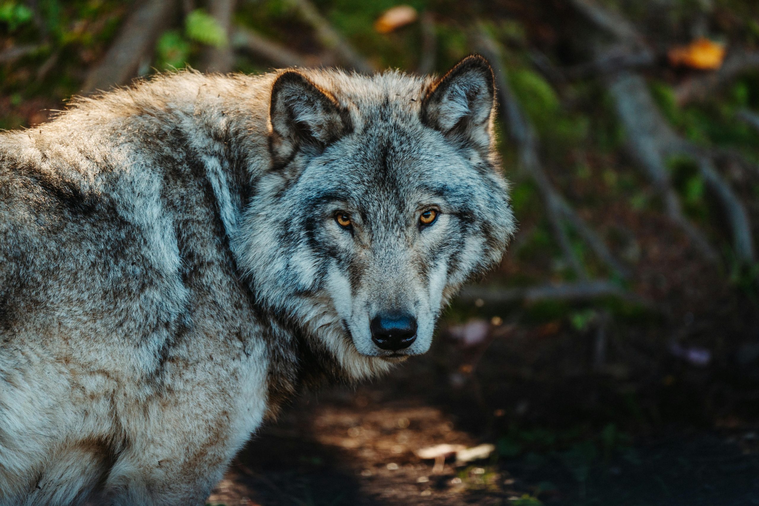 animali selvatici, immagine di un lupo