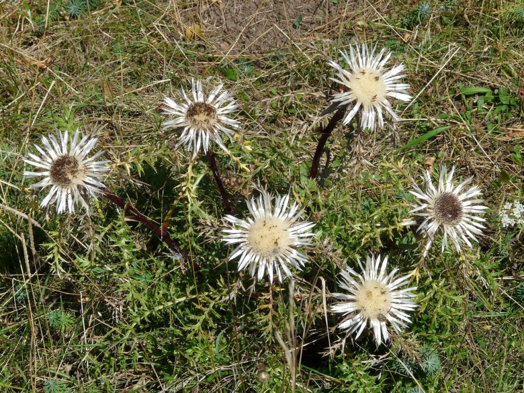 Carlina acaulis o Carlina segnatempo