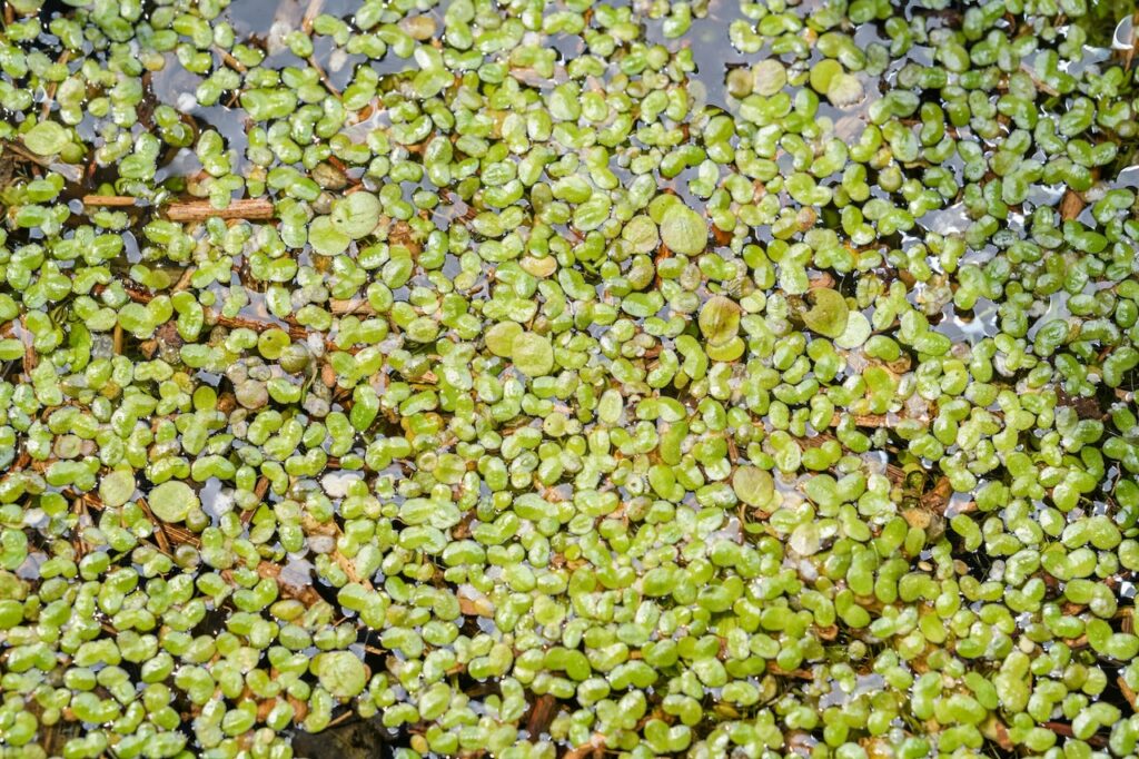 Lenticchia d'acqua