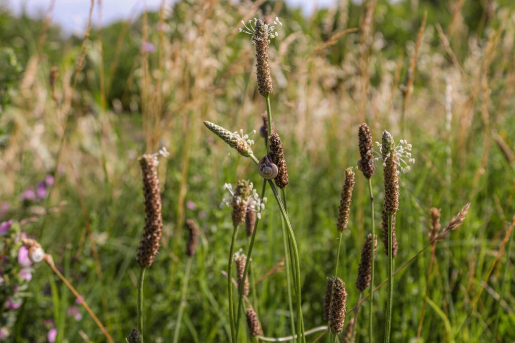 Piantaggine