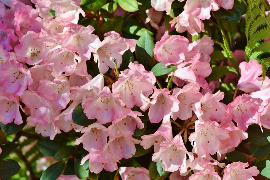 Rododendro