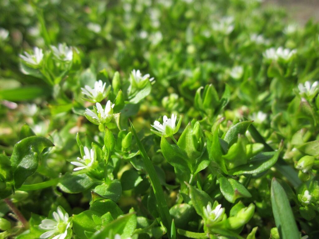Stellaria media