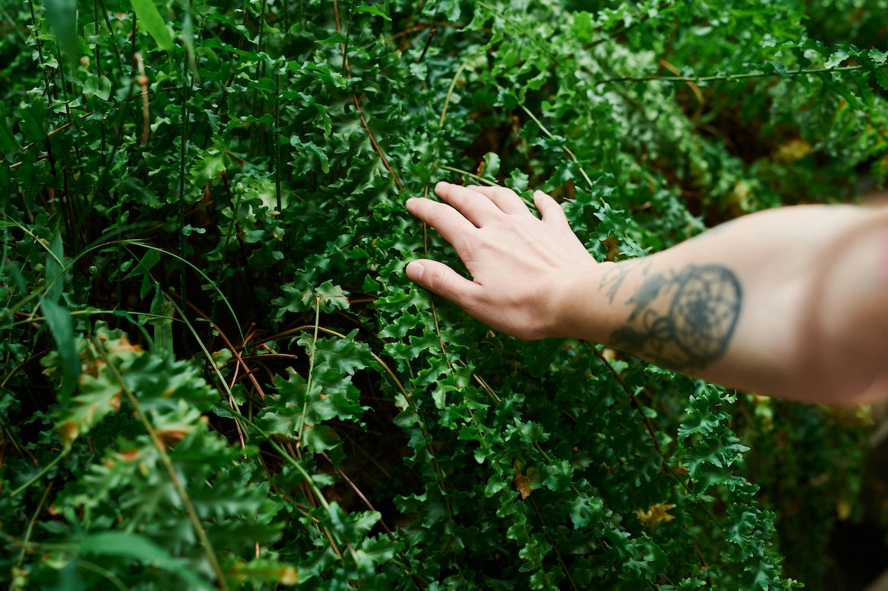 La mano di una persona che sta osservando e toccando una pianta