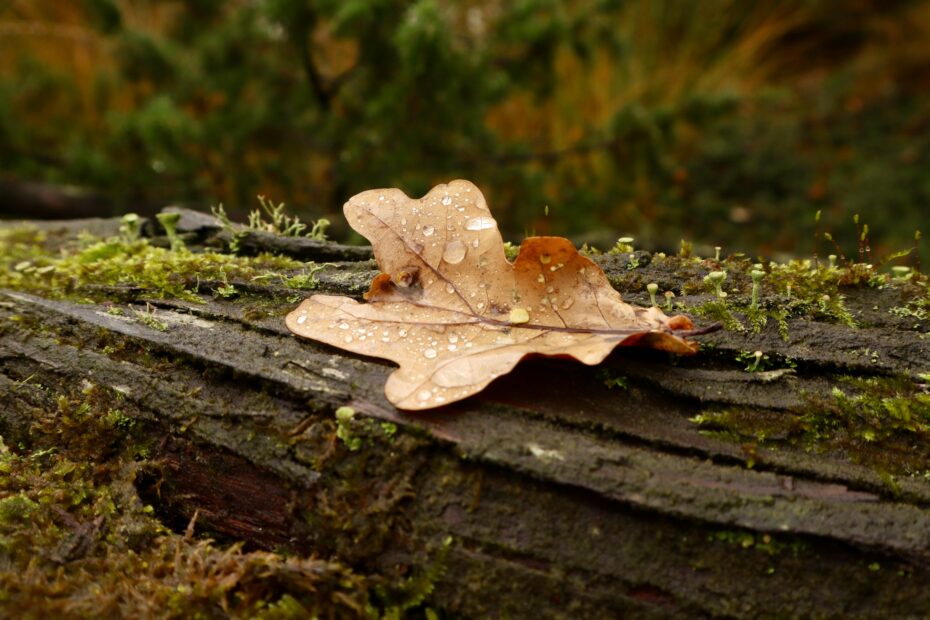 un dettaglio del bosco dopo la pioggia