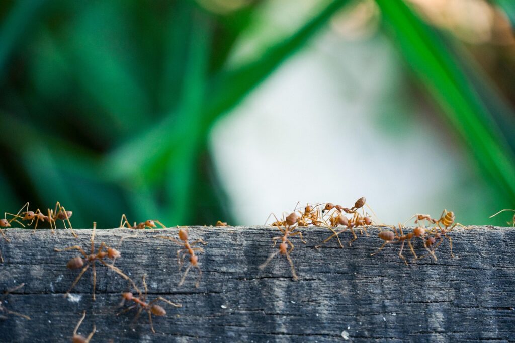 I Segnali della Natura: Una piccola colonia di formiche