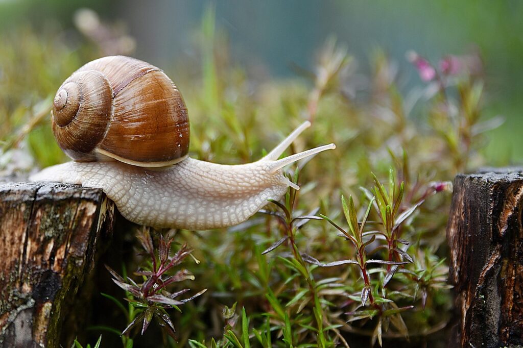 Una lumaca in che si muove in un prato