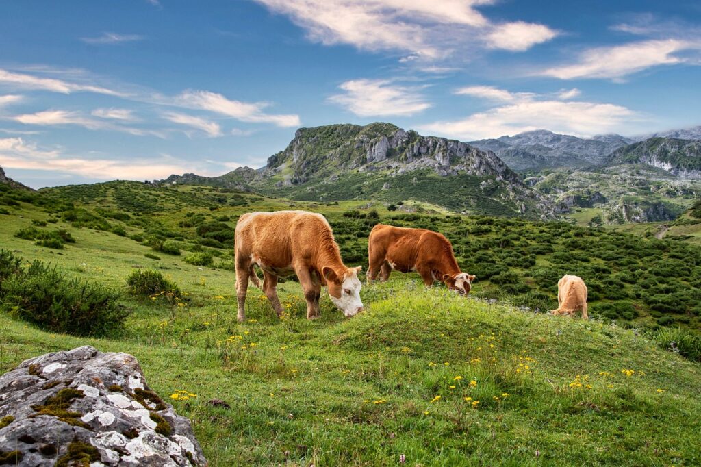 I Segnali della Natura: Tre mucche al pascolo