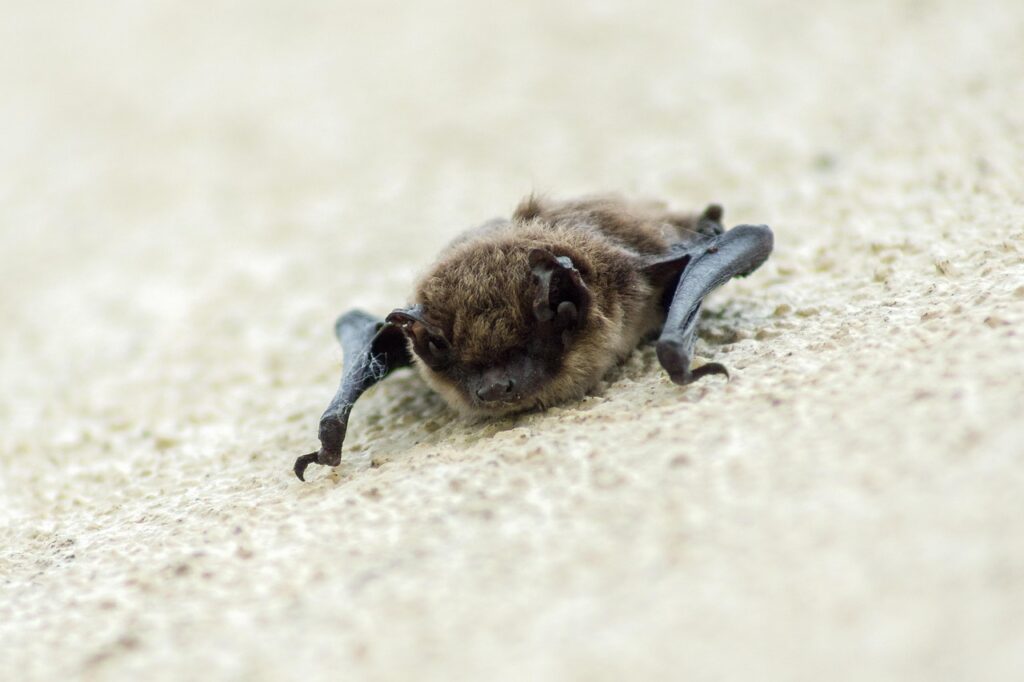 I Segnali della Natura: Un pipistrello poggiato ad un muro