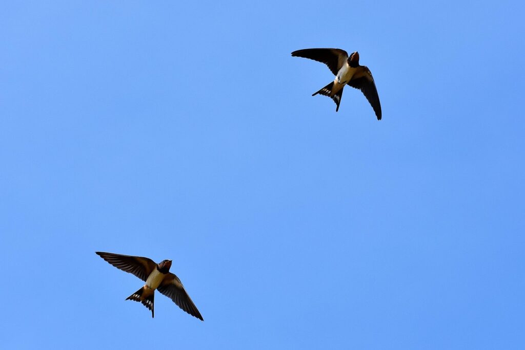 I Segnali della Natura: Due rondini in volo