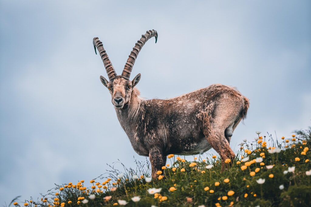 Un attento esemplare di stambecco