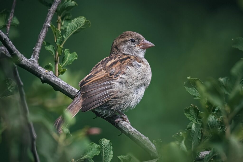 I Segnali della Natura: un passero appoggiato al ramo di una pianta
