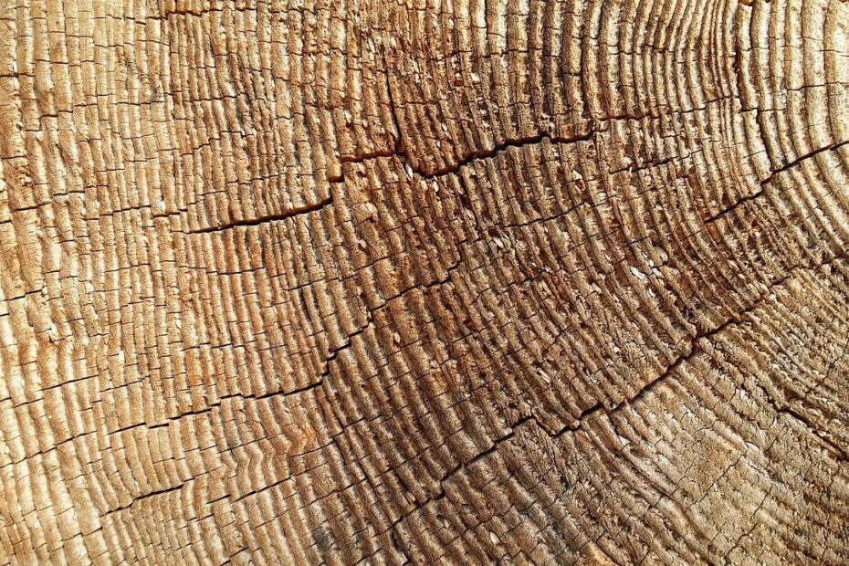 sezione interna del tronco di un albero che mostra i suoi anelli