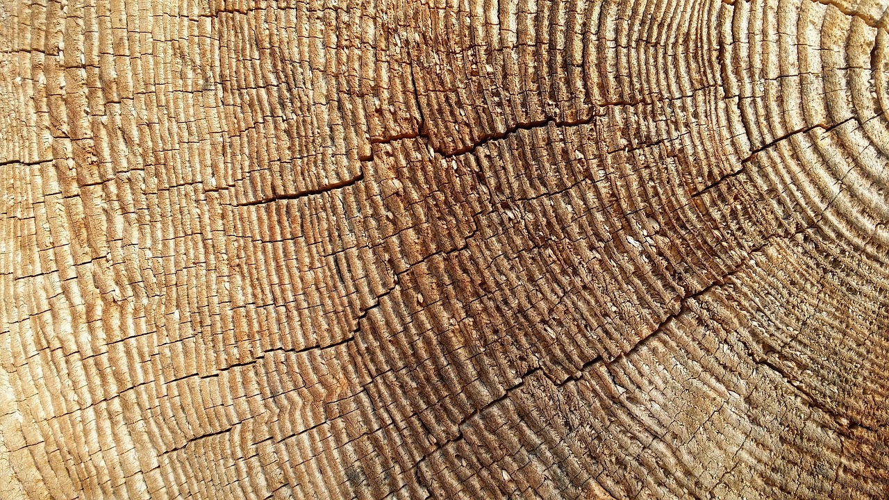 sezione interna del tronco di un albero che mostra i suoi anelli