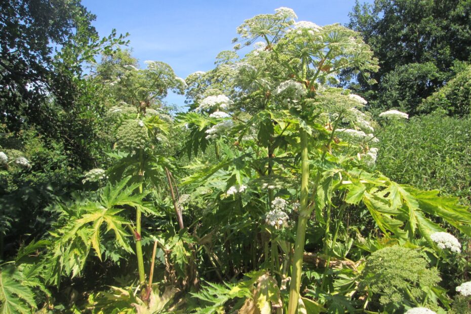 Panace di Mantegazza, Heracleum mantegazzianum