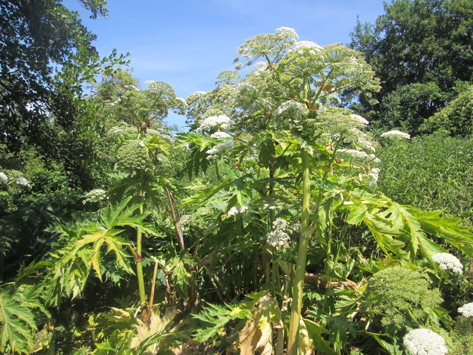 Panace di Mantegazza, Heracleum mantegazzianum