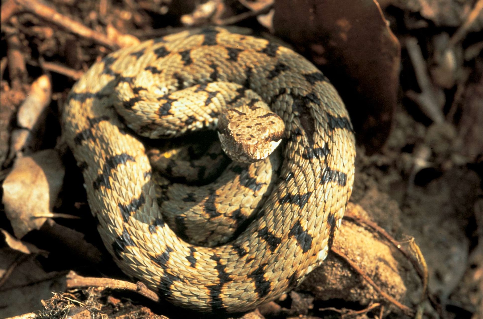 Un esemplare di Vipera Comune, Vipera Aspis