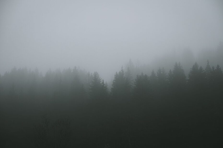 Un bosco avvolto dalla nebbia