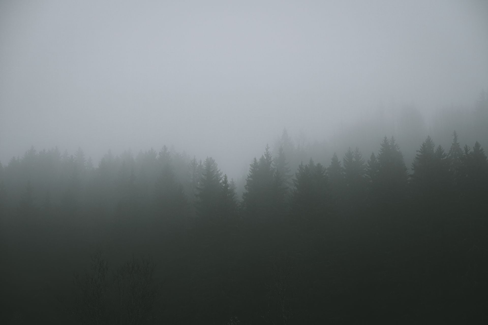 Un bosco avvolto dalla nebbia